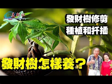 發財樹如何修剪|發財樹修剪：修剪要儘量短截